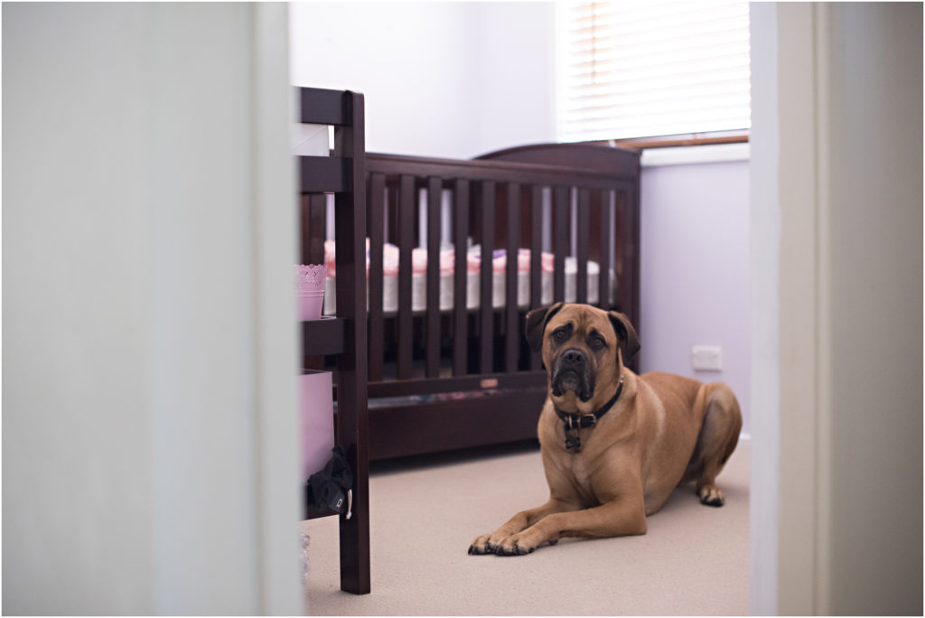 Baby Bump Photography, Camden maternity Photography, Camden Newborn Photography, Angie Duncan Photography, www.angieduncan.com.au